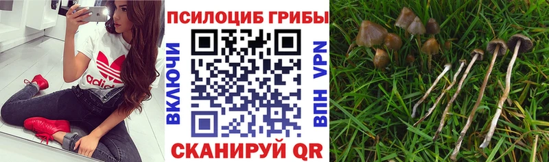 продажа наркотиков  Чухлома  Псилоцибиновые грибы Magic Shrooms 